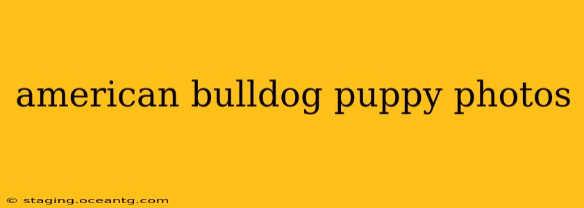 american bulldog puppy photos