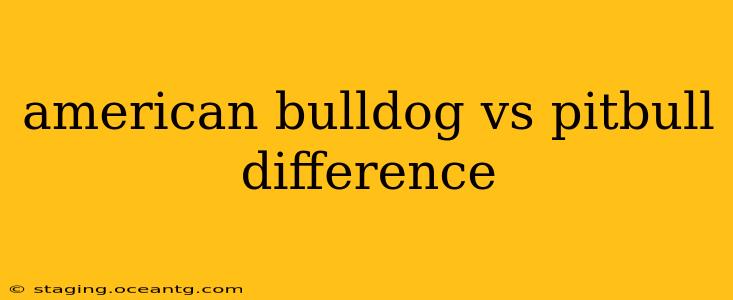 american bulldog vs pitbull difference