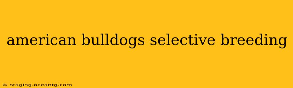 american bulldogs selective breeding
