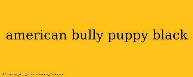 american bully puppy black