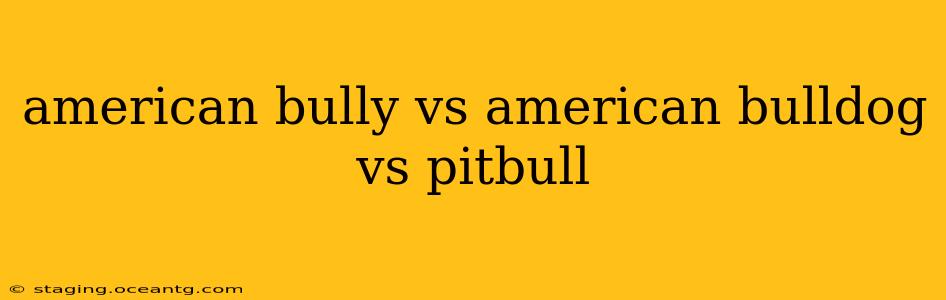 american bully vs american bulldog vs pitbull