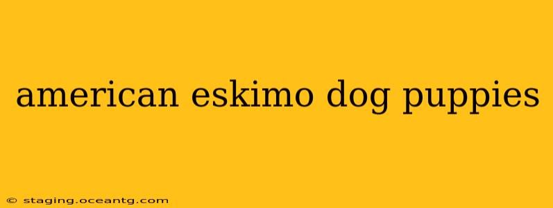 american eskimo dog puppies