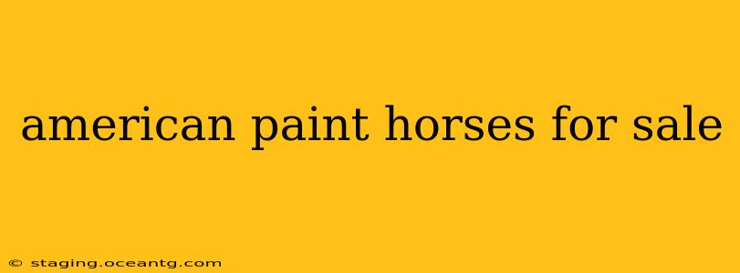 american paint horses for sale