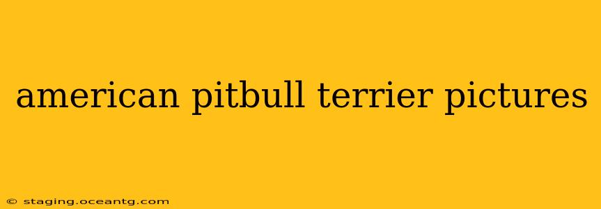 american pitbull terrier pictures