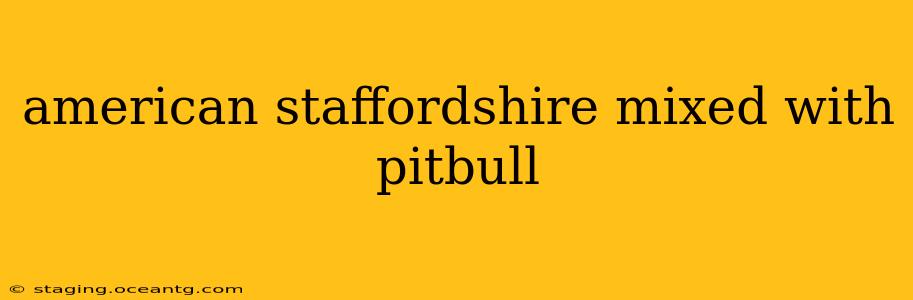 american staffordshire mixed with pitbull