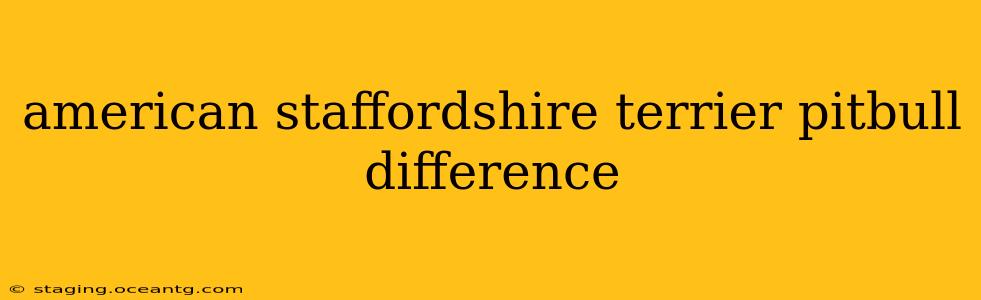 american staffordshire terrier pitbull difference