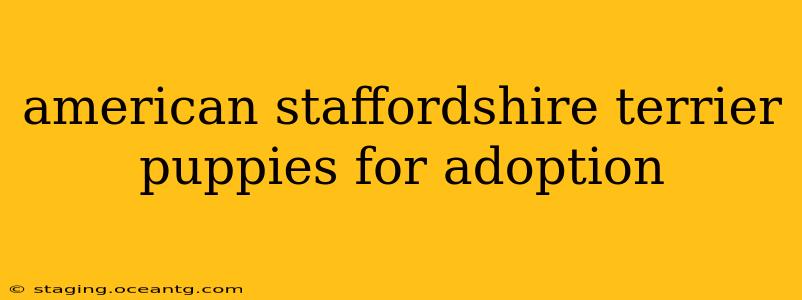 american staffordshire terrier puppies for adoption