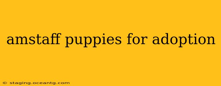 amstaff puppies for adoption