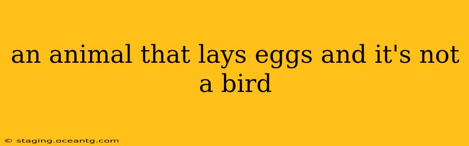 an animal that lays eggs and it's not a bird