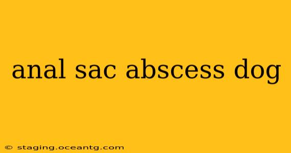 anal sac abscess dog