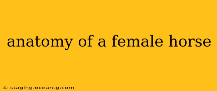 anatomy of a female horse