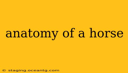anatomy of a horse