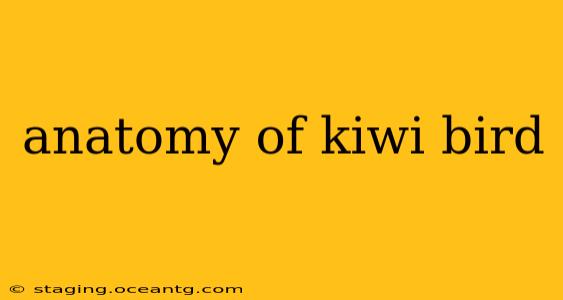 anatomy of kiwi bird