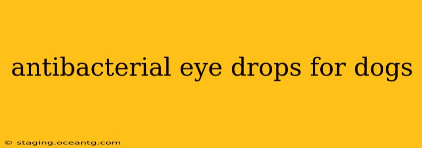 antibacterial eye drops for dogs