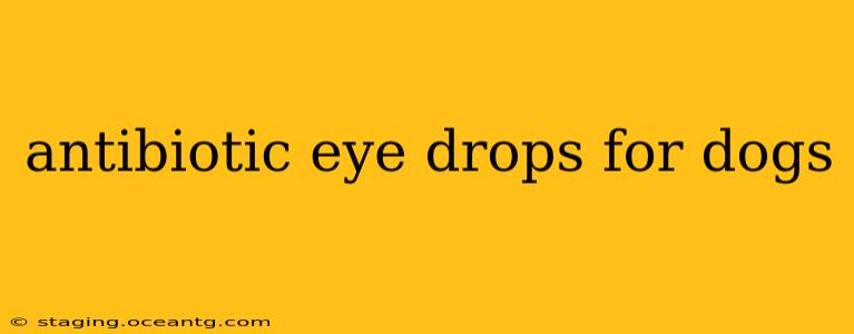 antibiotic eye drops for dogs