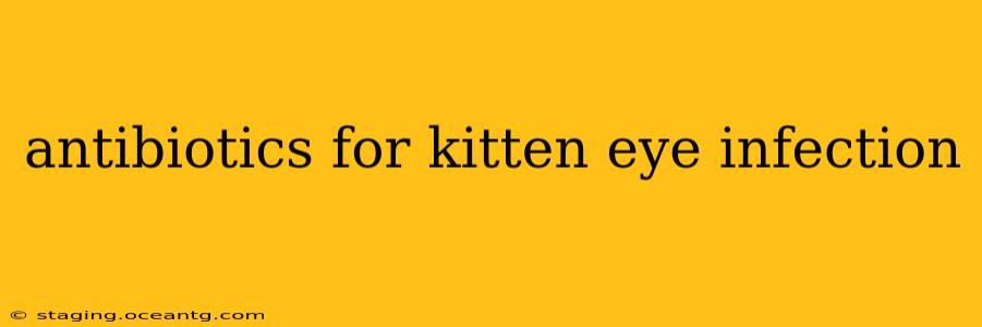 antibiotics for kitten eye infection