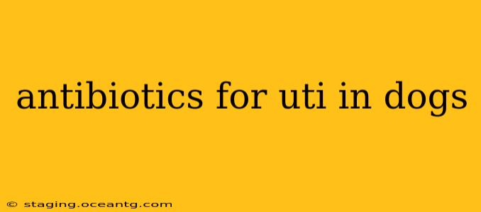 antibiotics for uti in dogs