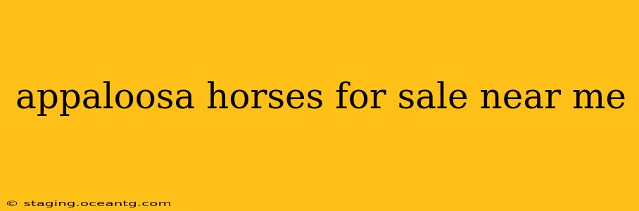 appaloosa horses for sale near me