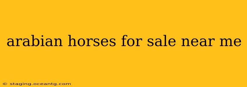 arabian horses for sale near me