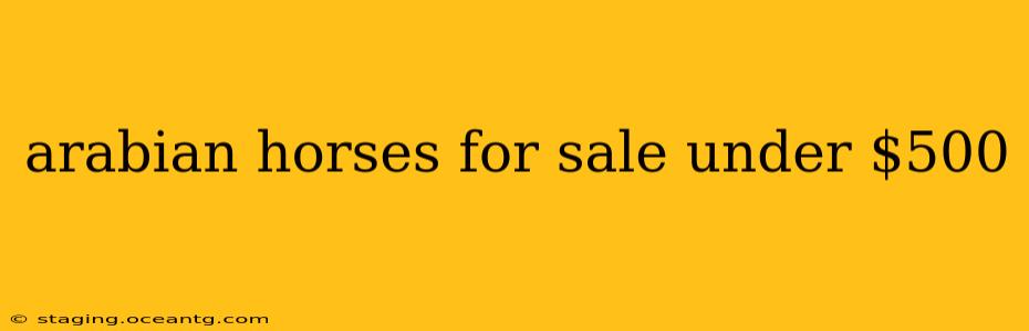 arabian horses for sale under $500