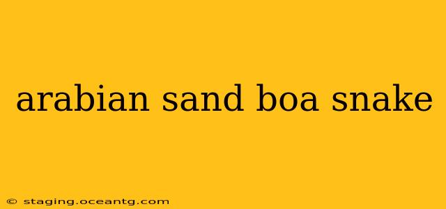 arabian sand boa snake