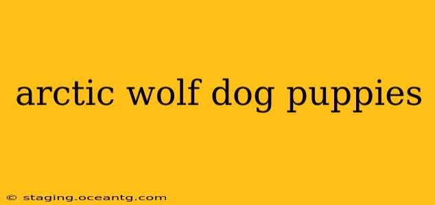 arctic wolf dog puppies