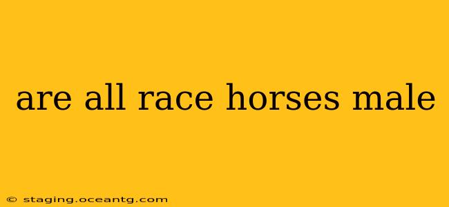 are all race horses male