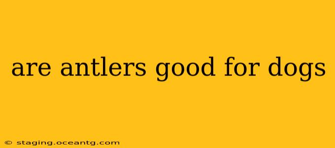 are antlers good for dogs