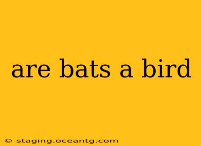 are bats a bird