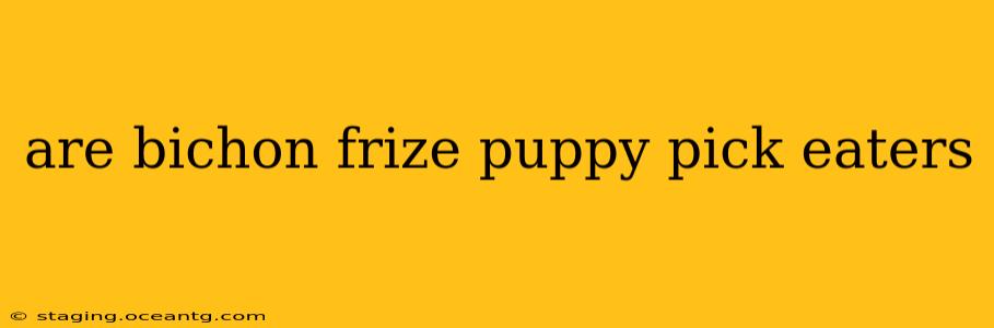 are bichon frize puppy pick eaters