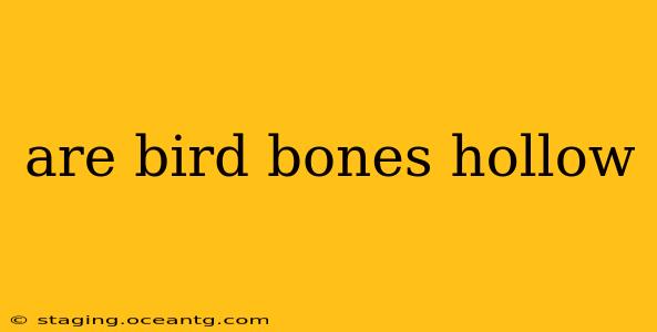are bird bones hollow