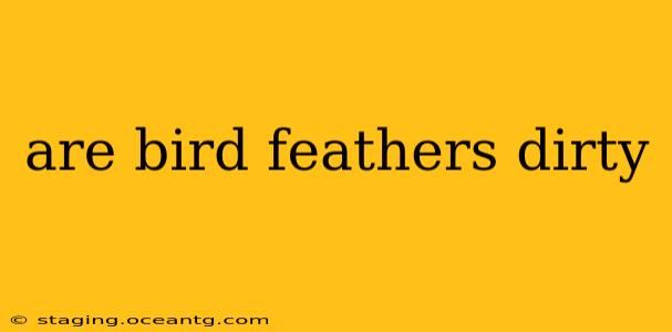 are bird feathers dirty