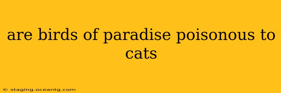 are birds of paradise poisonous to cats