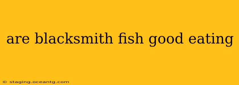 are blacksmith fish good eating