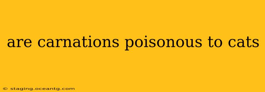 are carnations poisonous to cats