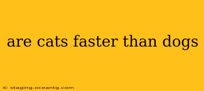 are cats faster than dogs