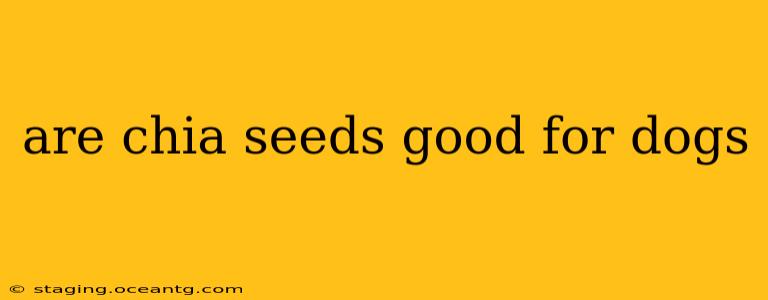 are chia seeds good for dogs