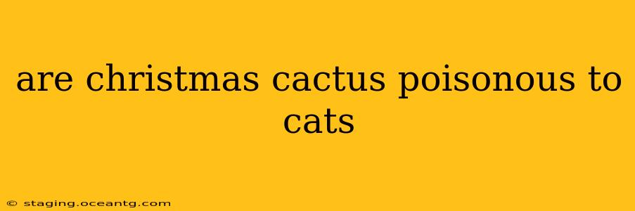 are christmas cactus poisonous to cats