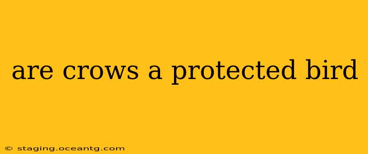 are crows a protected bird