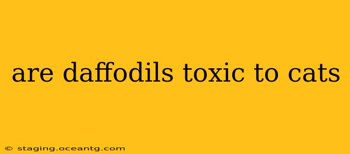 are daffodils toxic to cats
