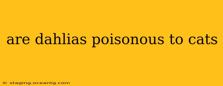 are dahlias poisonous to cats