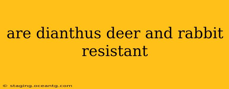 are dianthus deer and rabbit resistant