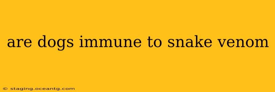are dogs immune to snake venom
