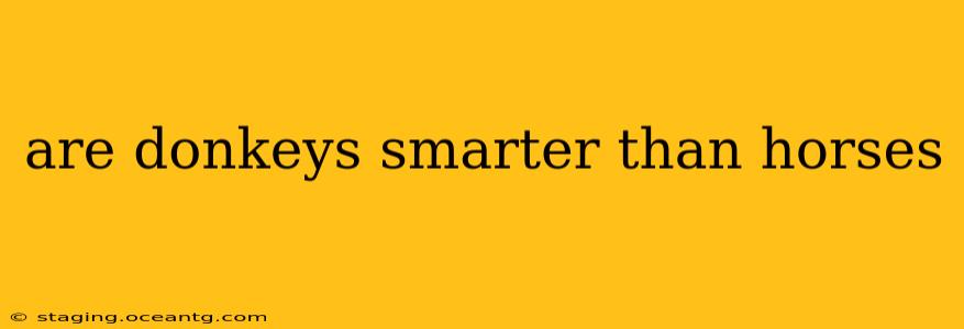 are donkeys smarter than horses