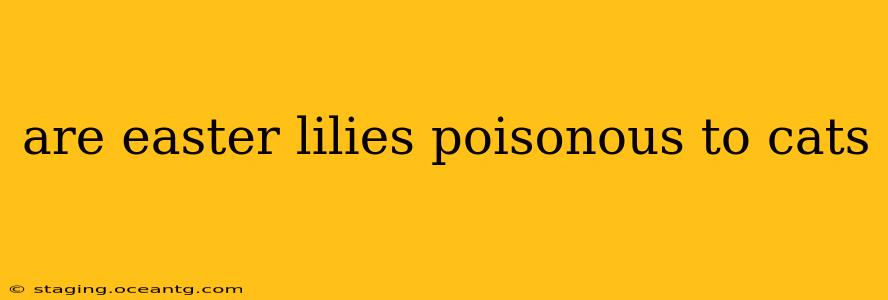 are easter lilies poisonous to cats