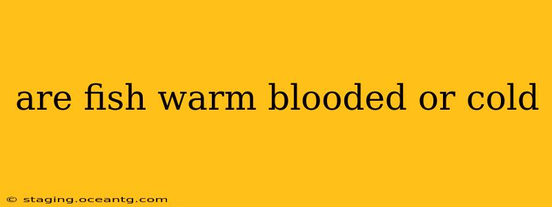 are fish warm blooded or cold