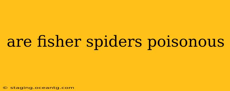 are fisher spiders poisonous