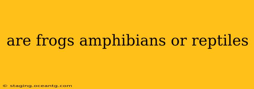 are frogs amphibians or reptiles