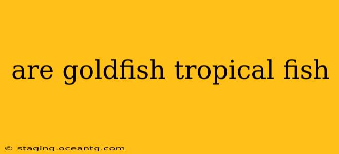 are goldfish tropical fish