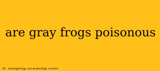 are gray frogs poisonous
